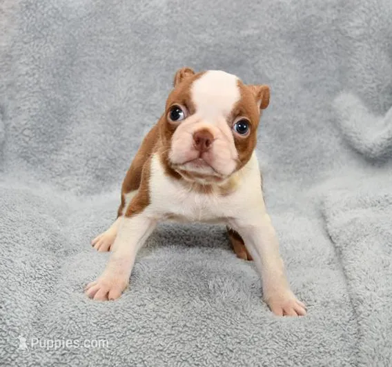 Haley – Boston Terrier puppy for sale in Hominy, OK