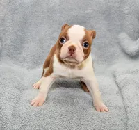 Haley, a female Boston Terrier for sale in Hominy, OK – 1 of 10