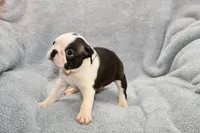 Walt, a male Boston Terrier for sale in Hominy, OK – 6 of 10