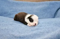Charle, a male Boston Terrier for sale in Hominy, OK – 7 of 10