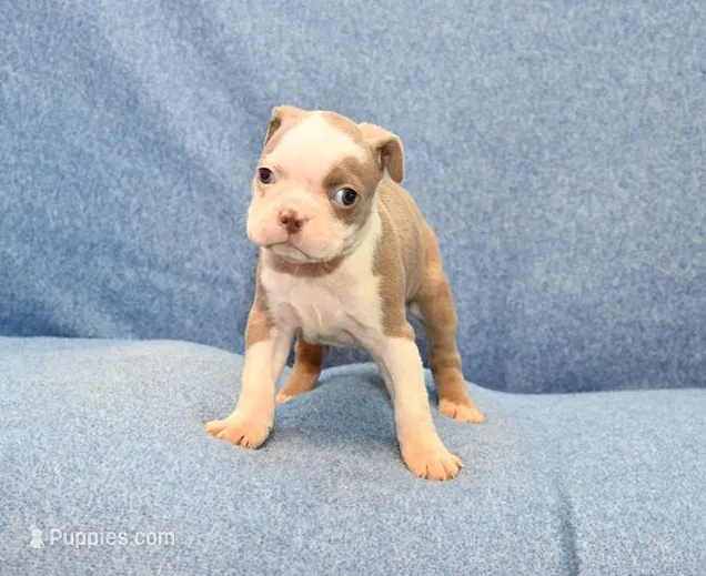 Ryan – Boston Terrier puppy for sale in Hominy, OK