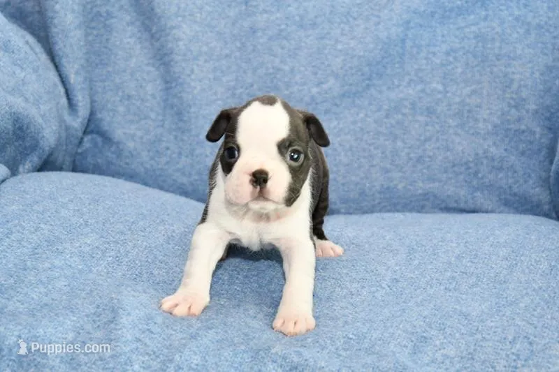 Cookie – Boston Terrier puppy for sale in Hominy, OK
