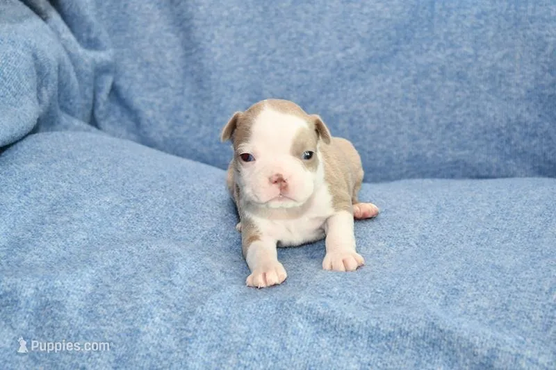 Ryan – Boston Terrier puppy for sale in Hominy, OK