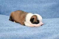 Walter, a male Boston Terrier for sale in Hominy, OK – 5 of 10
