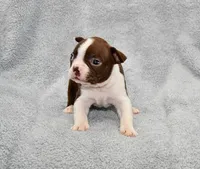 Charlie, a male Boston Terrier for sale in Hominy, OK – 6 of 10