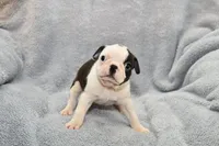 Walt, a male Boston Terrier for sale in Hominy, OK – 7 of 10