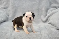 Walt, a male Boston Terrier for sale in Hominy, OK – 3 of 10