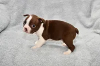 Charlie, a male Boston Terrier for sale in Hominy, OK – 5 of 10