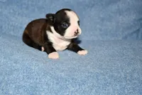 Molly, a female Boston Terrier for sale in Hominy, OK – 4 of 10