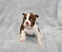 Charlie, a male Boston Terrier for sale in Hominy, OK – 4 of 10