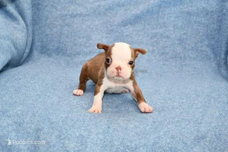 Jake – Boston Terrier puppy for sale in Hominy, OK