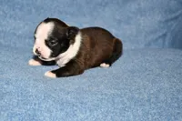 Molly, a female Boston Terrier for sale in Hominy, OK – 7 of 10