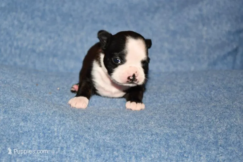 Molly – Boston Terrier puppy for sale in Hominy, OK