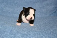 Molly, a female Boston Terrier for sale in Hominy, OK – 1 of 10