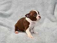Charlie, a male Boston Terrier for sale in Hominy, OK – 7 of 10