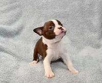 Charlie, a male Boston Terrier for sale in Hominy, OK – 8 of 10