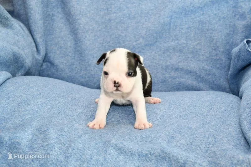 Sally – Boston Terrier puppy for sale in Hominy, OK