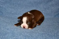Sally, a female Boston Terrier for sale in Hominy, OK – 7 of 10