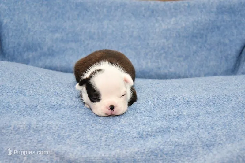 Charle, a male Boston Terrier for sale in Hominy, OK – 1 of 10