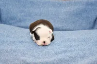 Charle, a male Boston Terrier for sale in Hominy, OK – 1 of 10