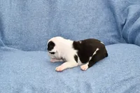 Sally, a male Boston Terrier for sale in Hominy, OK – 6 of 10
