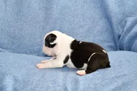 Sally, a male Boston Terrier for sale in Hominy, OK – 7 of 10
