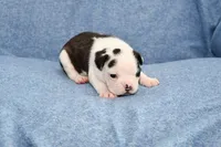 Sally, a male Boston Terrier for sale in Hominy, OK – 2 of 10