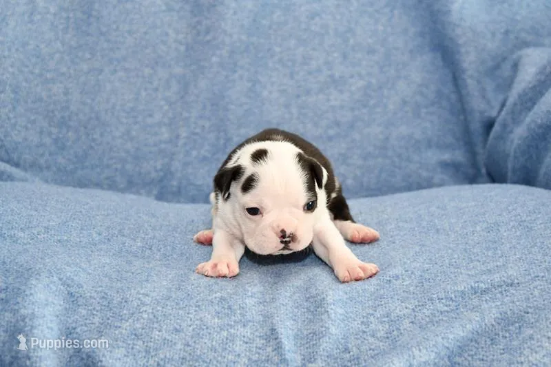 Sally – Boston Terrier puppy for sale in Hominy, OK