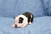Sally, a male Boston Terrier for sale in Hominy, OK – 3 of 10