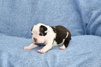 Sally, a male Boston Terrier for sale in Hominy, OK – 8 of 10