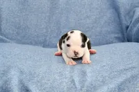 Sally, a male Boston Terrier for sale in Hominy, OK – 5 of 10