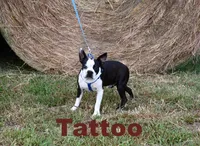 Walter, a male Boston Terrier for sale in Hominy, OK – 9 of 10