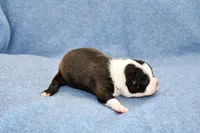 Ryan, a male Boston Terrier for sale in Hominy, OK – Photo 3 of 8