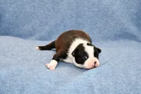 Ryan, a male Boston Terrier for sale in Hominy, OK – Photo 6 of 8