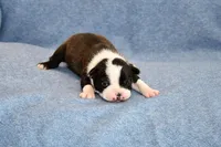 Ryan, a male Boston Terrier for sale in Hominy, OK – Photo 2 of 8