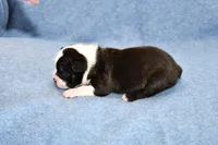 Ryan, a male Boston Terrier for sale in Hominy, OK – Photo 4 of 8