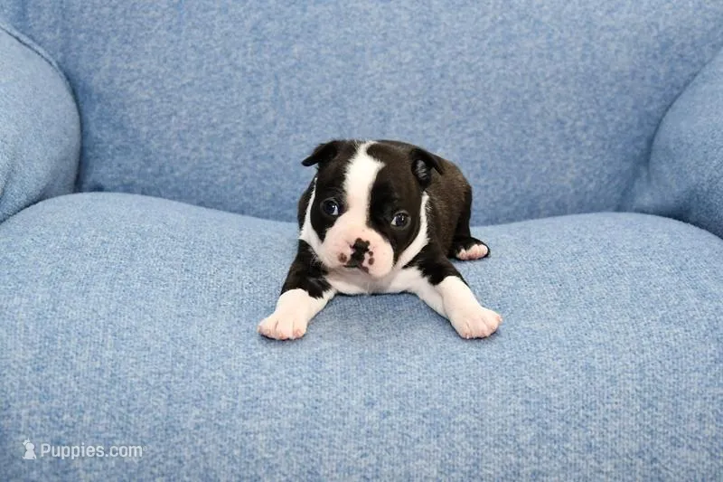 Ryan – Boston Terrier puppy for sale in Hominy, OK