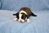 Ryan, a male Boston Terrier for sale in Hominy, OK – Photo 1 of 8
