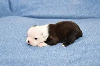 Charle, a male Boston Terrier for sale in Hominy, OK – 6 of 10