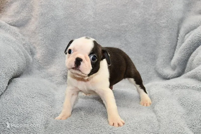 Walt – Boston Terrier puppy for sale in Hominy, OK