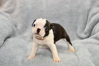 Walt, a male Boston Terrier for sale in Hominy, OK – 1 of 10