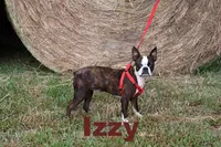 Walter, a male Boston Terrier for sale in Hominy, OK – 10 of 10