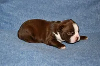 Sally, a female Boston Terrier for sale in Hominy, OK – 5 of 10