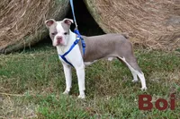 Walt, a male Boston Terrier for sale in Hominy, OK – 9 of 10