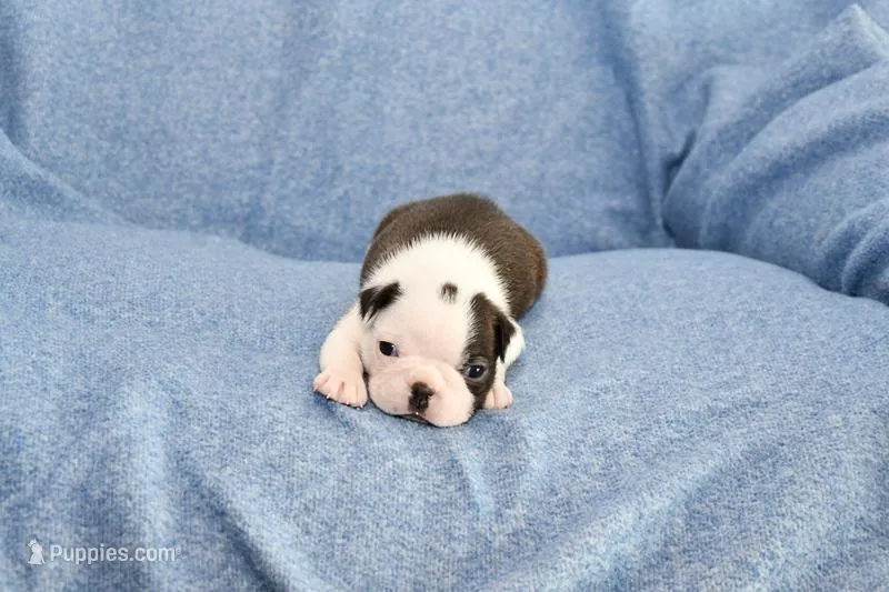 Walt – Boston Terrier puppy for sale in Hominy, OK