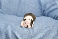 Walt, a male Boston Terrier for sale in Hominy, OK – 1 of 10
