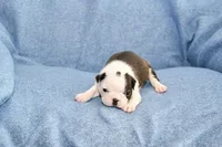 Walt, a male Boston Terrier for sale in Hominy, OK – 5 of 10
