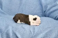 Walt, a male Boston Terrier for sale in Hominy, OK – 7 of 10