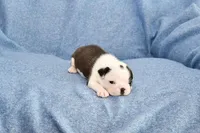Walt, a male Boston Terrier for sale in Hominy, OK – 8 of 10