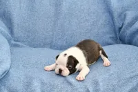 Walt, a male Boston Terrier for sale in Hominy, OK – 3 of 10